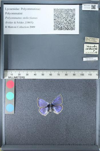 Media type: image;   Entomology 155240
